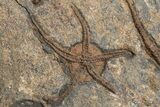 Ordovician Fossil Starfish and Brittle Star Plate - Morocco #225410-2
